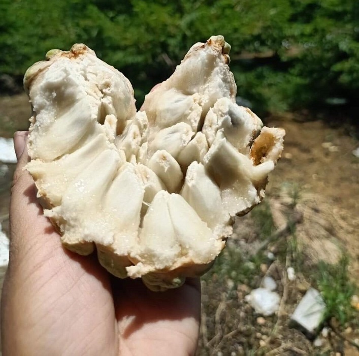 Loại quả xưa thất sủng” giờ thành đặc sản có giá lên tới hơn 230 nghìn đồng/kg-1