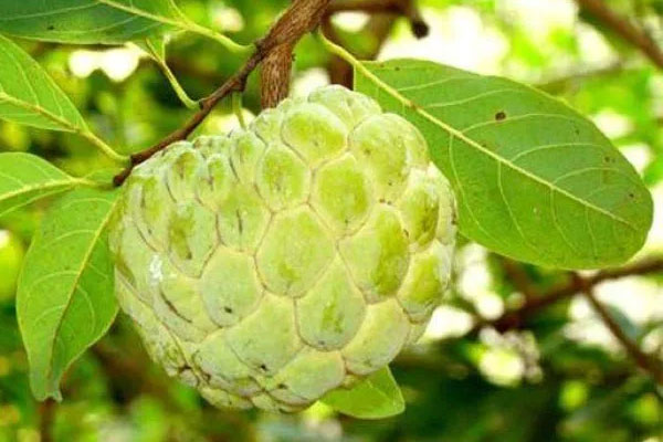 Bé gái 1 tuổi đột quỵ-2