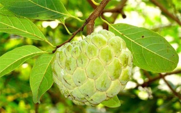 Loại quả bán đầy chợ giảm nguy cơ đột quỵ-1