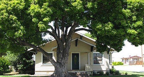 Ông bà ta dạy: Trước cửa không trồng cây, sau nhà ít mở cửa sổ, vì sao?-1