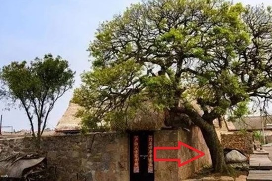 Ông bà ta dạy: 'Trước cửa không trồng cây, sau nhà ít mở cửa sổ', vì sao?