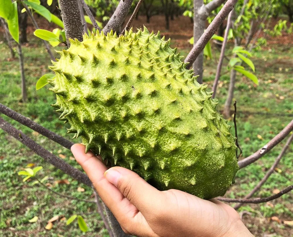 Loại quả gai góc xấu xí nhưng là ‘vua’ ngừa ung thư: Tốt nhưng phải dùng cẩn trọng-2