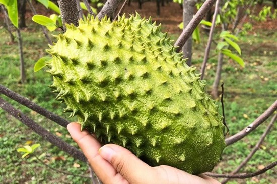 Loại quả gai góc xấu xí nhưng là ‘vua’ ngừa ung thư: Tốt nhưng phải dùng cẩn trọng