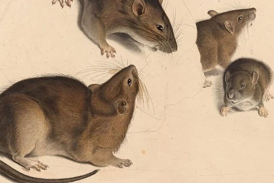 3 con giáp đỏ nhất được Thần Tài gọi tên: Tháng 9 nảy lộc, tháng 10 phát tài, tháng 11 vương giả