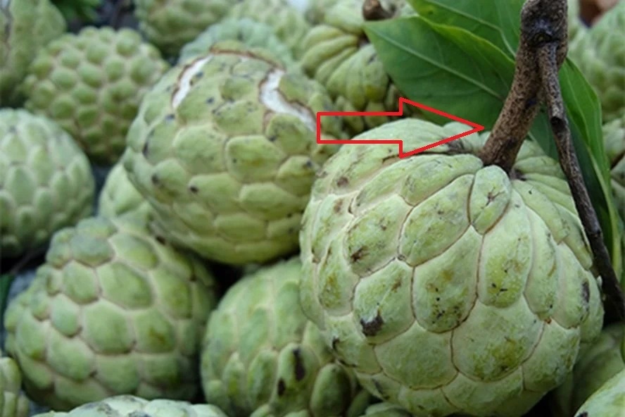 Người trồng na 20 năm cho biết: Muốn chọn na dai ngon ngọt vừa dày cùi, lại ít hạt cứ nhìn vào điểm này-2