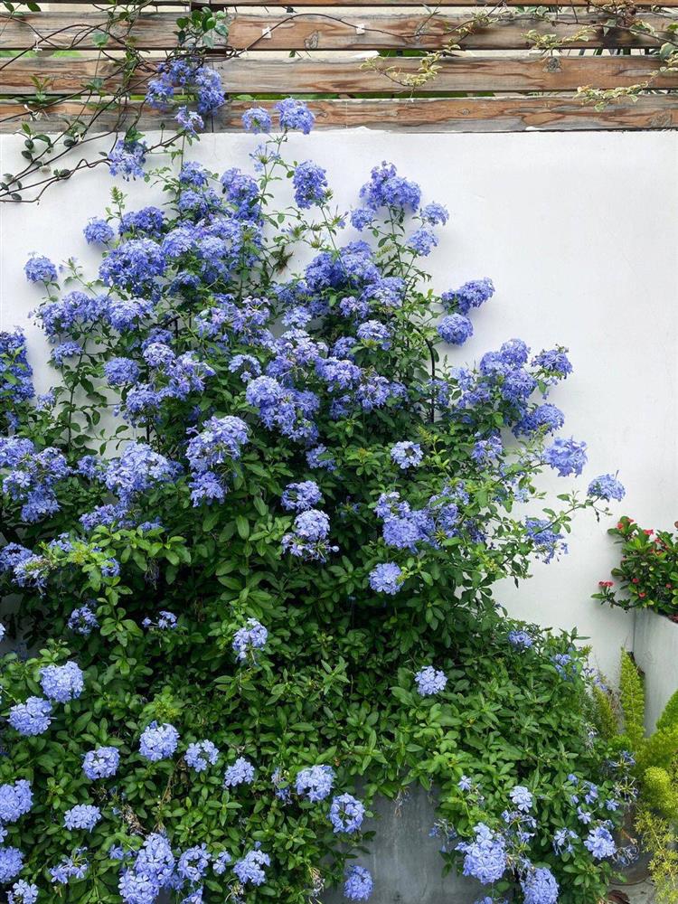 Mẹ đảm tự tay cải tạo khoảng sân rộng 170m² thành khu vườn sinh thái tự nhiên, đầy sức sống-13