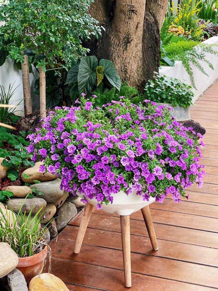 Mẹ đảm tự tay cải tạo khoảng sân rộng 170m² thành khu vườn sinh thái tự nhiên, đầy sức sống-14