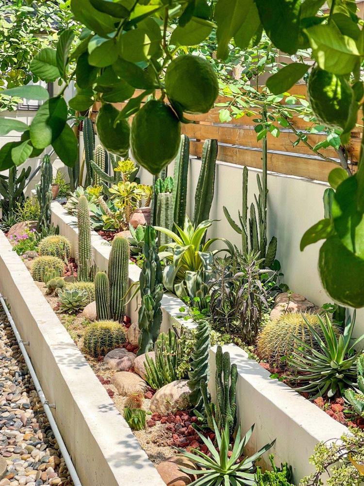 Mẹ đảm tự tay cải tạo khoảng sân rộng 170m² thành khu vườn sinh thái tự nhiên, đầy sức sống-16