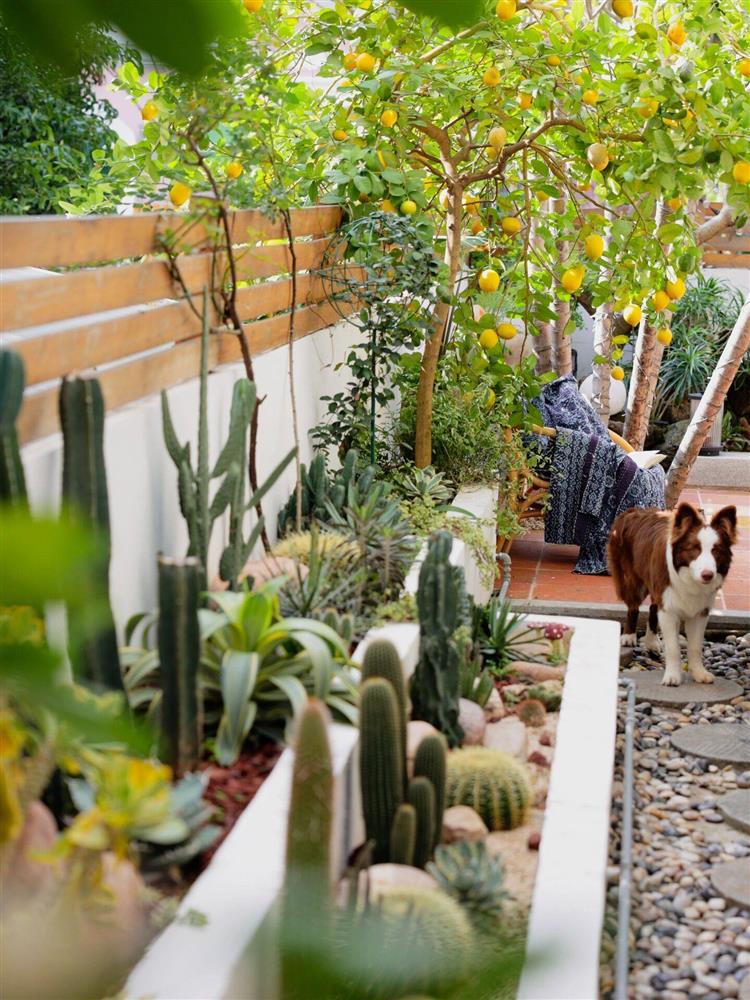 Mẹ đảm tự tay cải tạo khoảng sân rộng 170m² thành khu vườn sinh thái tự nhiên, đầy sức sống-17