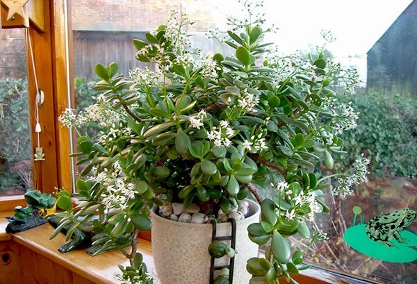 4 cây phong thủy Tiền tài - Vàng Bạc - Châu báu của nhà giàu: Muốn hút tài lộc nên có 1 cây-2