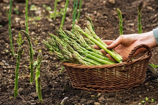 Cách xử lý đồ thừa từ bữa ăn 120 món của Hoàng đế thời xưa-6