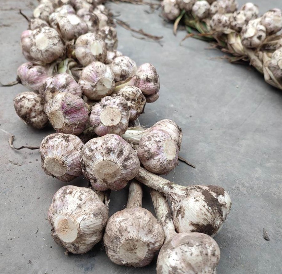 Đừng chỉ dùng tỏi để nấu ăn, làm theo cách này được lợi cả đôi đường-1