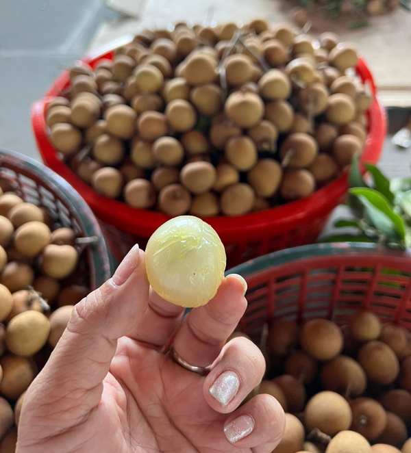 Loại nhãn giá hơn 200.000 đồng/kg, chủ vườn chưa kịp rao đã bán hết-1