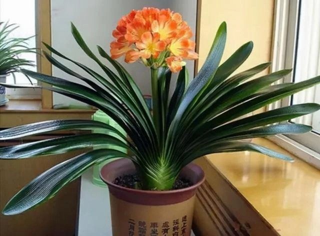 5 loại hoa được mệnh danh cây phú quý, chủ nhà trồng càng nhiều, tiền càng vào như thác lũ-1