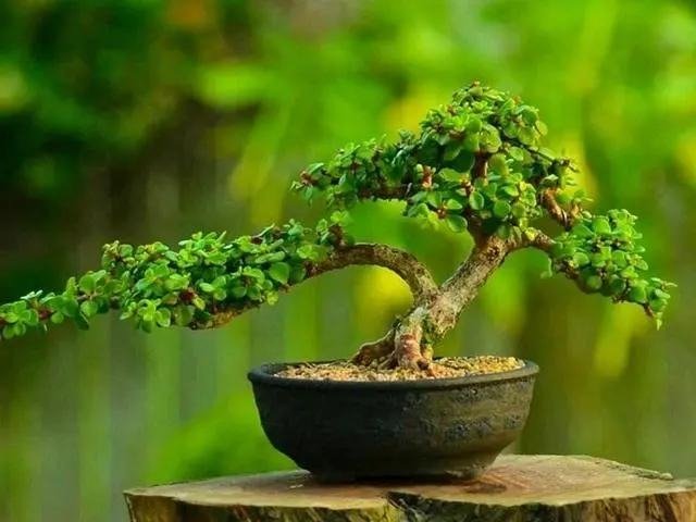 5 loại hoa được mệnh danh cây phú quý, chủ nhà trồng càng nhiều, tiền càng vào như thác lũ-3