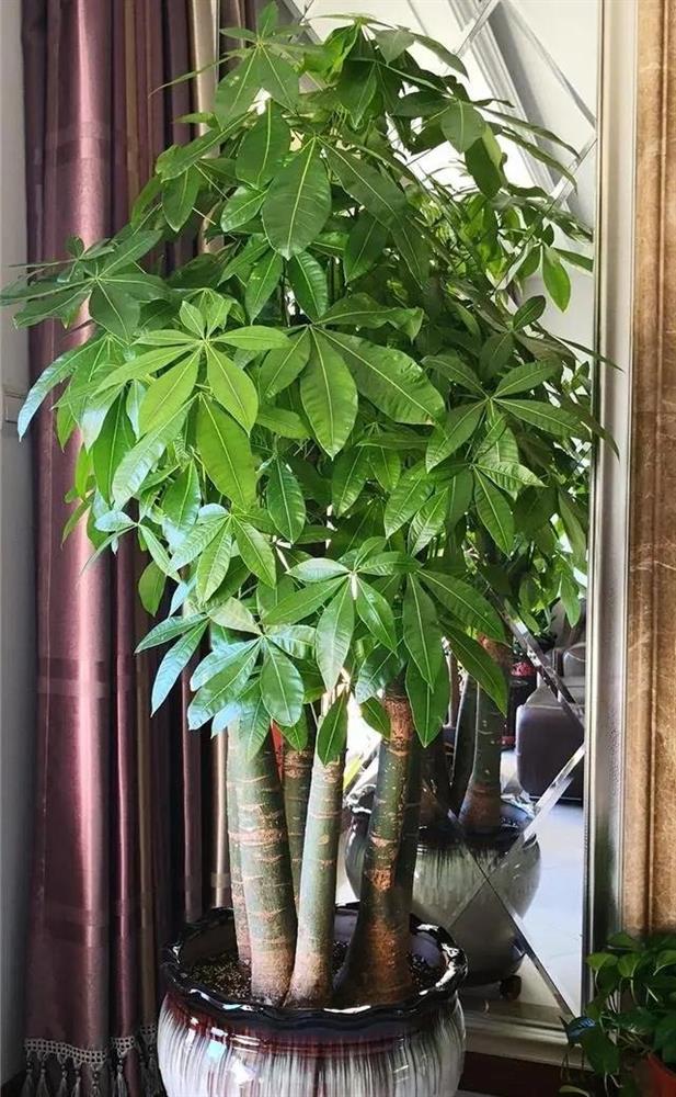 5 loại hoa được mệnh danh cây phú quý, chủ nhà trồng càng nhiều, tiền càng vào như thác lũ-4