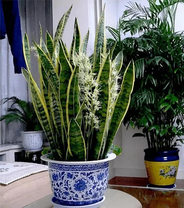 5 loại hoa được mệnh danh cây phú quý, chủ nhà trồng càng nhiều, tiền càng vào như thác lũ-5