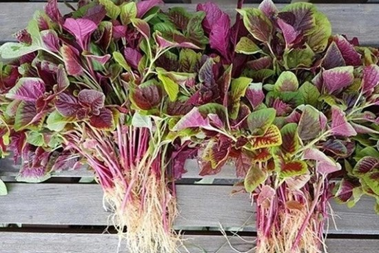 Những loại rau ‘bổ hơn thịt, rẻ hơn thuốc’ bán đầy ngoài chợ, nhiều người không biết mà ăn