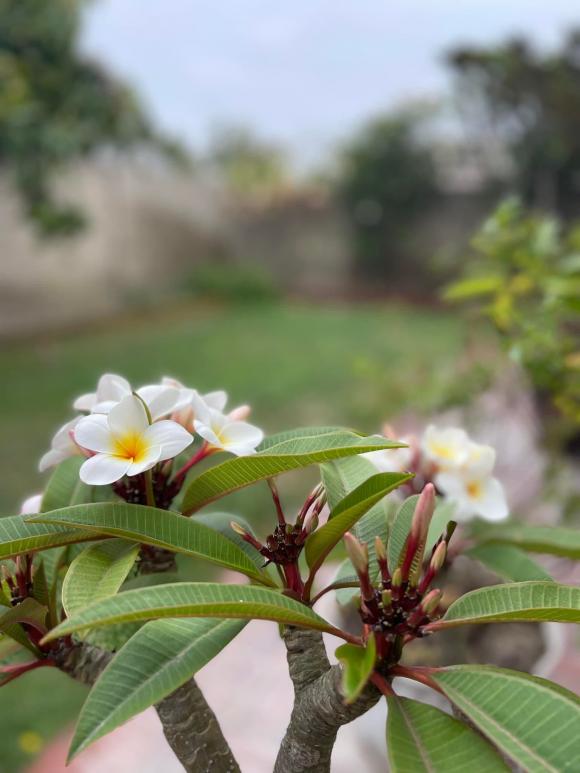 Khu vườn xanh mướt, ngập tràn hoa trái phía trong không gian sống của Kim Hiền ở Mỹ-2