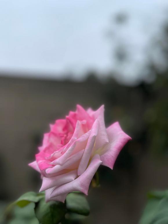 Khu vườn xanh mướt, ngập tràn hoa trái phía trong không gian sống của Kim Hiền ở Mỹ-10