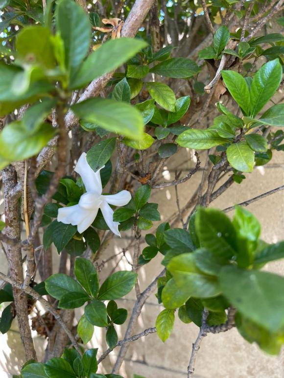 Khu vườn xanh mướt, ngập tràn hoa trái phía trong không gian sống của Kim Hiền ở Mỹ-12