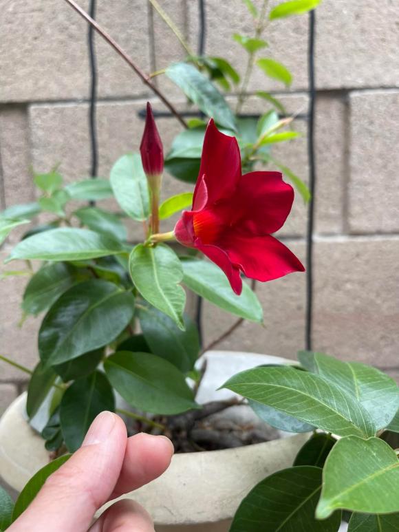 Khu vườn xanh mướt, ngập tràn hoa trái phía trong không gian sống của Kim Hiền ở Mỹ-14