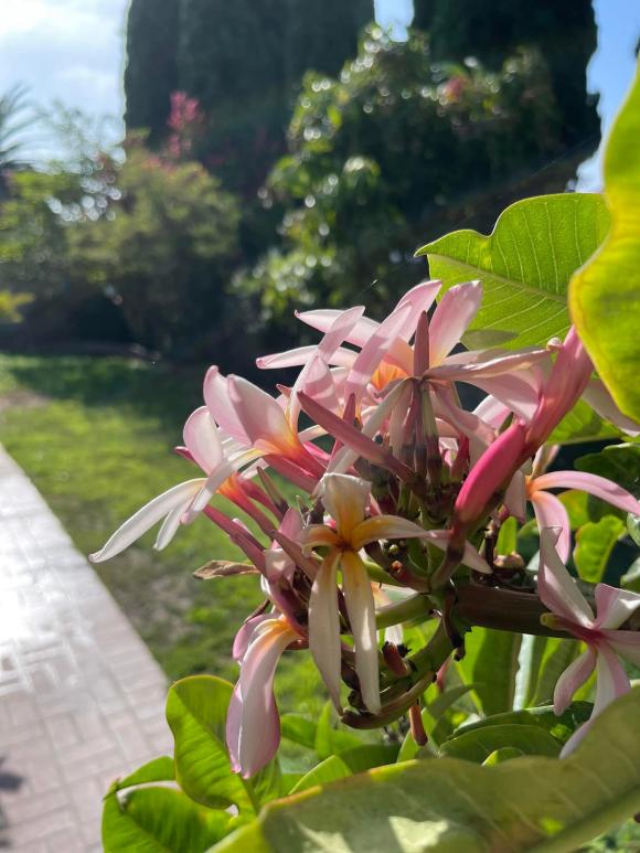 Khu vườn xanh mướt, ngập tràn hoa trái phía trong không gian sống của Kim Hiền ở Mỹ-5