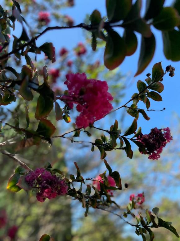 Khu vườn xanh mướt, ngập tràn hoa trái phía trong không gian sống của Kim Hiền ở Mỹ-8
