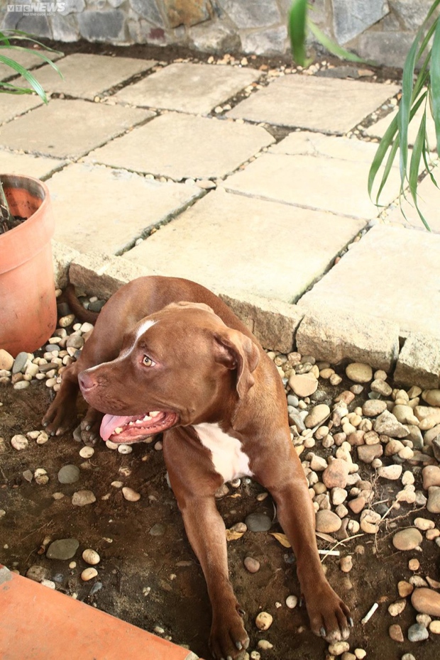 Johnny Trí Nguyễn tuổi 48 ở nhà lá, tìm vui trong võ đường-6