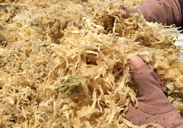 Xưa hái bỏ đi, loại rau dại này giờ được ví như lộc trời giá 800.000 đồng/kg-3