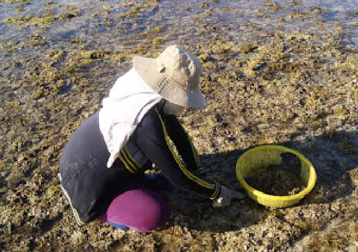 Xưa hái bỏ đi, loại rau dại này giờ được ví như lộc trời giá 800.000 đồng/kg-5