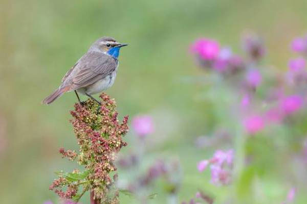 3 con giáp phát tài rực rỡ, tiền bạc ngập két chỉ trong 4 tháng cuối năm 2022-4