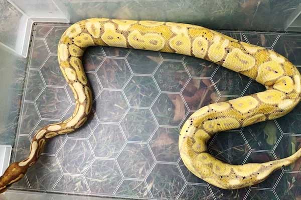 Vứt 3 con trăn hoàng gia sau khi nhìn thấy hóa đơn tiền điện-1