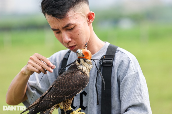 Dân chơi ở Hà Nội chi chục triệu nuôi loài chim trinh sát trên không-4