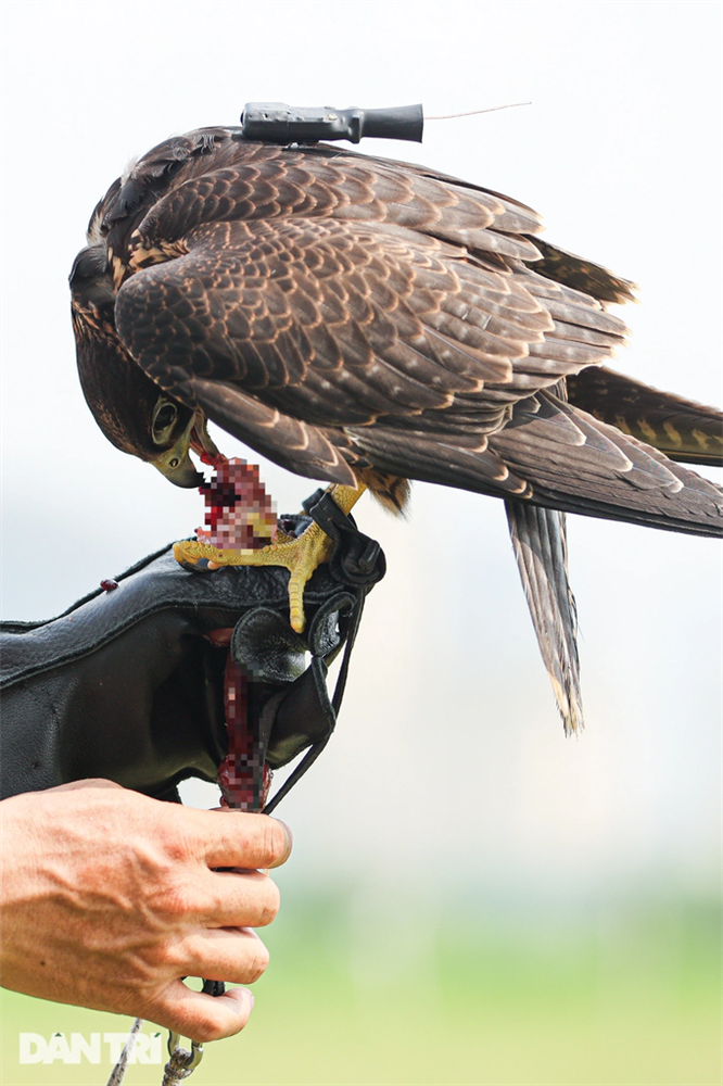 Dân chơi ở Hà Nội chi chục triệu nuôi loài chim trinh sát trên không-9