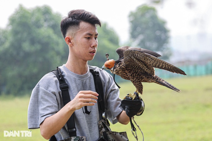 Dân chơi ở Hà Nội chi chục triệu nuôi loài chim trinh sát trên không-5