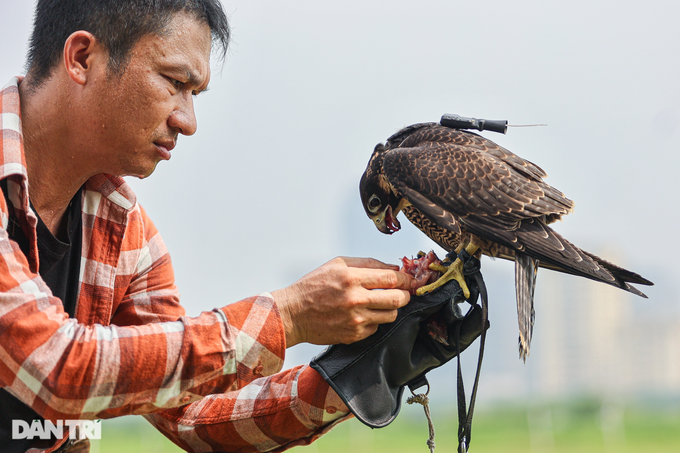 Dân chơi ở Hà Nội chi chục triệu nuôi loài chim trinh sát trên không-11
