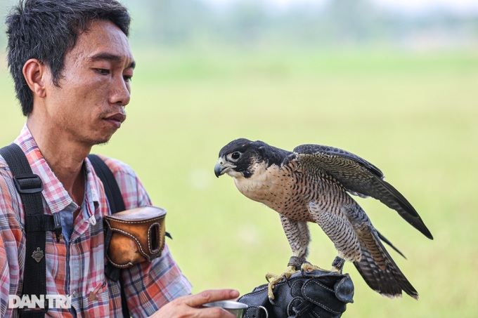 Dân chơi ở Hà Nội chi chục triệu nuôi loài chim trinh sát trên không-8