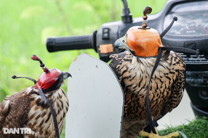 Dân chơi ở Hà Nội chi chục triệu nuôi loài chim trinh sát trên không-10