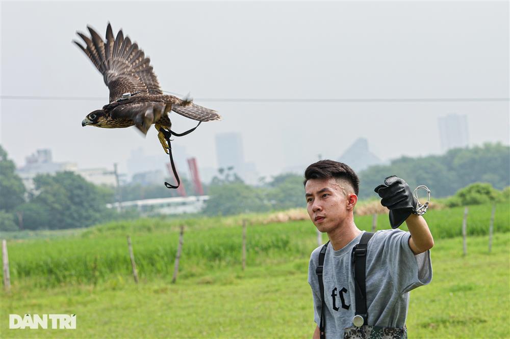 Dân chơi ở Hà Nội chi chục triệu nuôi loài chim trinh sát trên không-2