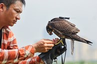 Dân chơi ở Hà Nội chi chục triệu nuôi loài chim 'trinh sát trên không'