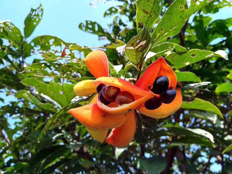 Loại quả lạ lẫm mọc dại đầy rừng ở Việt Nam, sang nước ngoài giá 200.000 đồng/kg-10