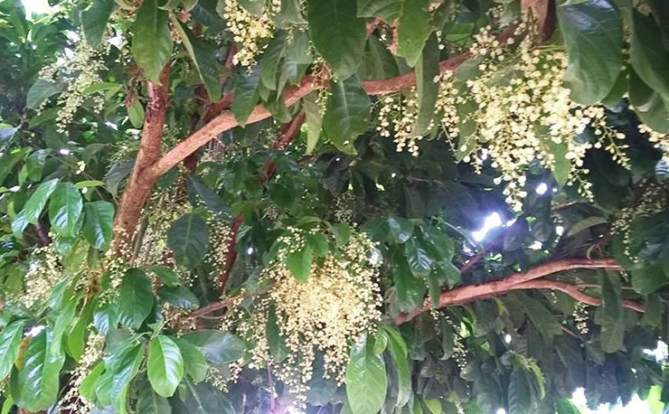 Loại quả lạ lẫm mọc dại đầy rừng ở Việt Nam, sang nước ngoài giá 200.000 đồng/kg-2