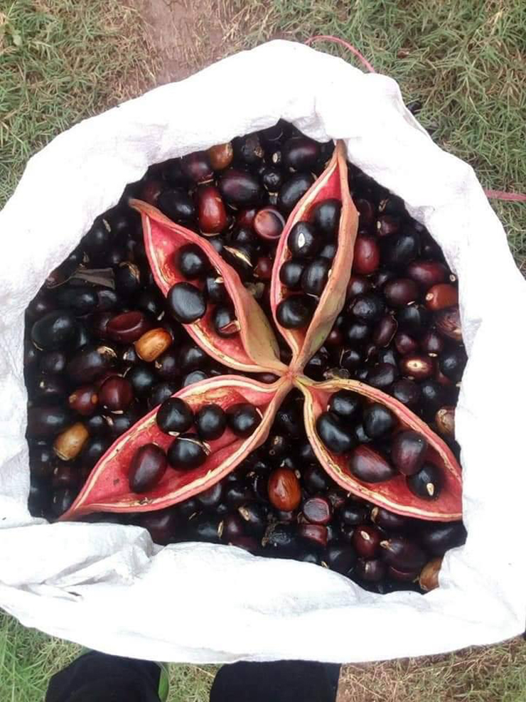 Loại quả lạ lẫm mọc dại đầy rừng ở Việt Nam, sang nước ngoài giá 200.000 đồng/kg-4