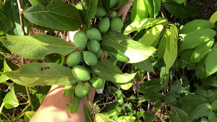 Loại quả lạ lẫm mọc dại đầy rừng ở Việt Nam, sang nước ngoài giá 200.000 đồng/kg-7