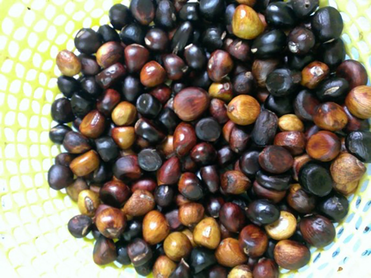 Loại quả lạ lẫm mọc dại đầy rừng ở Việt Nam, sang nước ngoài giá 200.000 đồng/kg-9