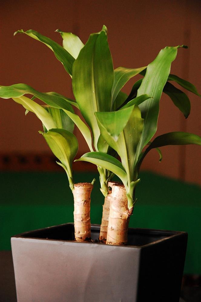 5 loại cây phong thủy sinh tài lộc cực vượng, giúp chủ nhà giàu sang đời đời kiếp kiếp-1