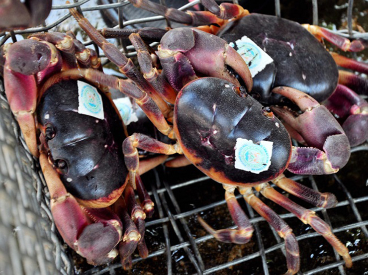 Những loại cua quý hiếm, ngon trứ danh ở Việt Nam-2