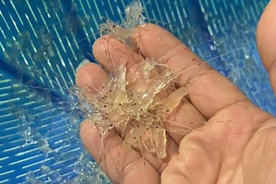 Kiếm tiền triệu/ngày nhờ săn loài tôm bé tẹo, bán cả trăm nghìn một con