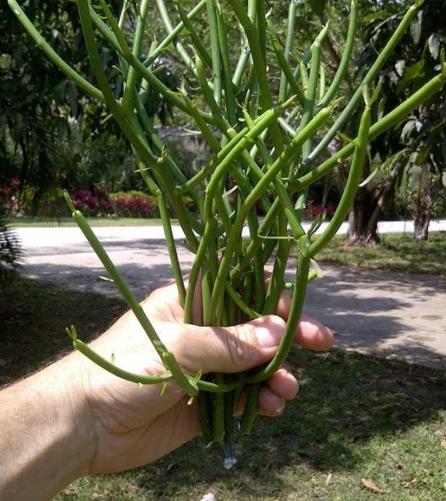 5 cây cảnh cực đẹp, có cây là vị thuốc quý nhưng đại độc, cẩn thận khi cắt tỉa kẻo mang họa-2